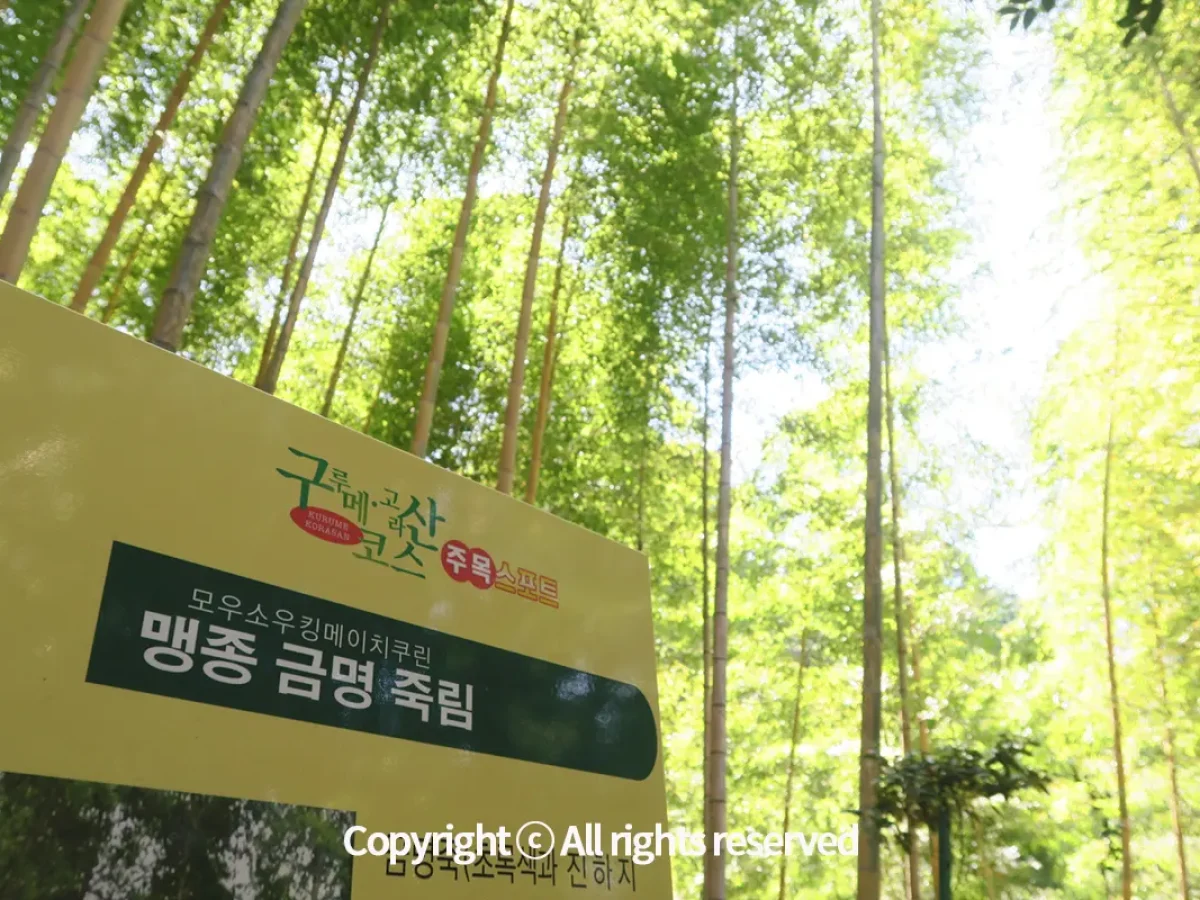 규슈올레 구루메 고라산 코스 초록색과 옅은 노란색이 대나무 마디 사이에 번갈아 나타나는 금명죽과 대나무 중 가장 굵고 전국에 4군데 밖에 없는 국가천연기념물인 맹종죽이 자라는 곳